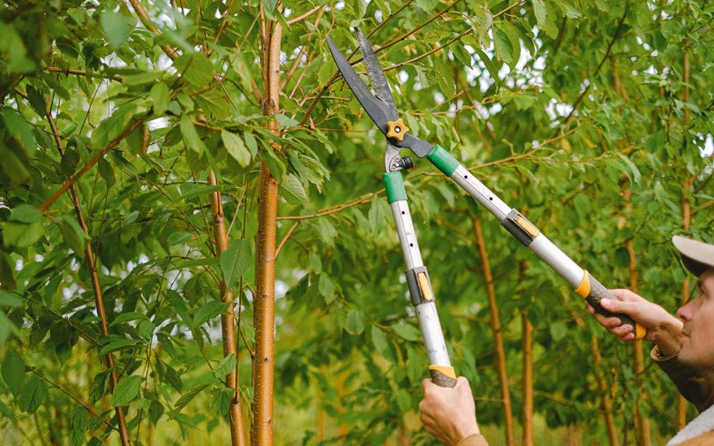 Tree trimming in Weippe, ID